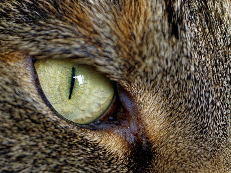 Ich seh Dir ins Auge (c) Annette Ulrich